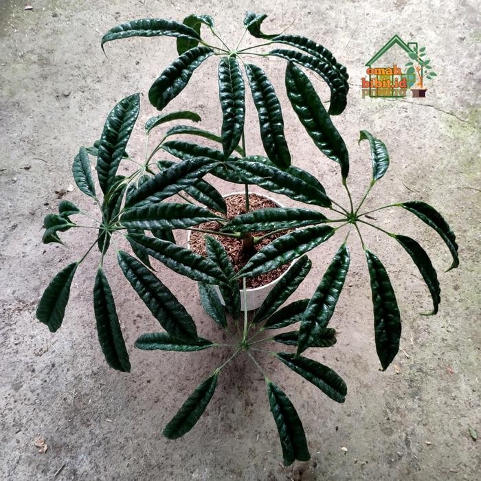 Tanaman Sechefflera Albido/Walisongo Pete