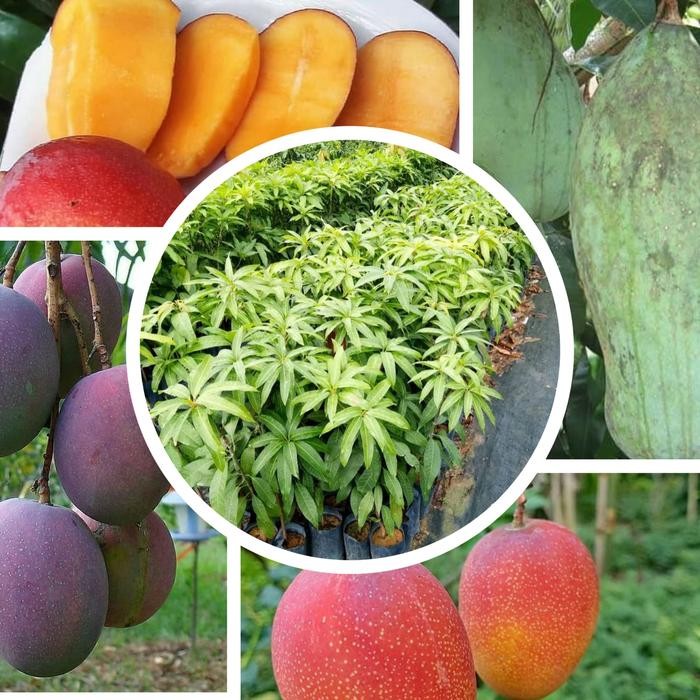 Satu paket (isi 4) bibit mangga super (irwin garifta mahatir yuwen)