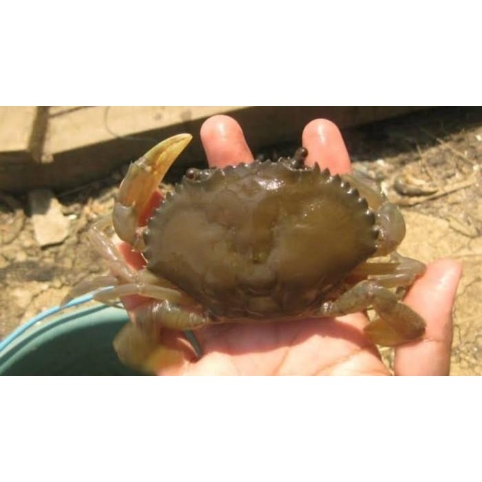 (Allthebest) KEPITING SOKA FRESH FROZEN