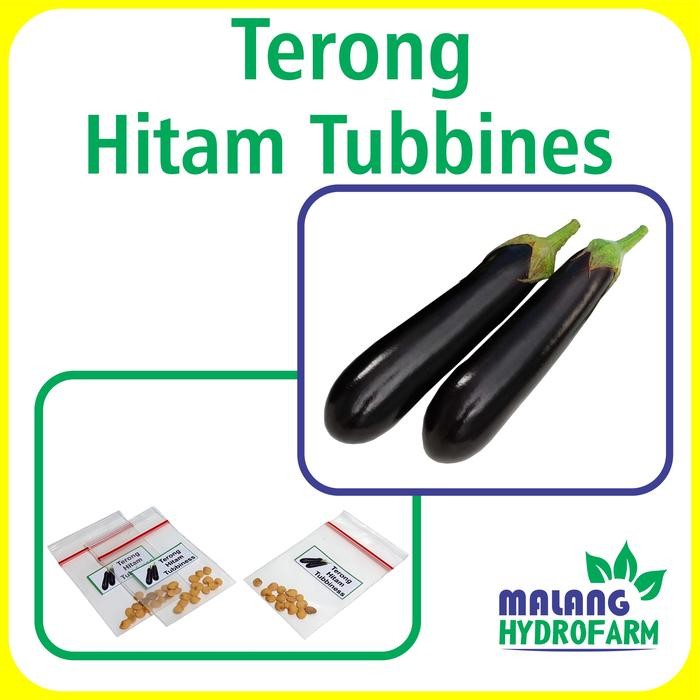 Benih Terong Hitam Tubbiness Unggulan Berkualitas biji bibit repack terong hitam panjang known-you