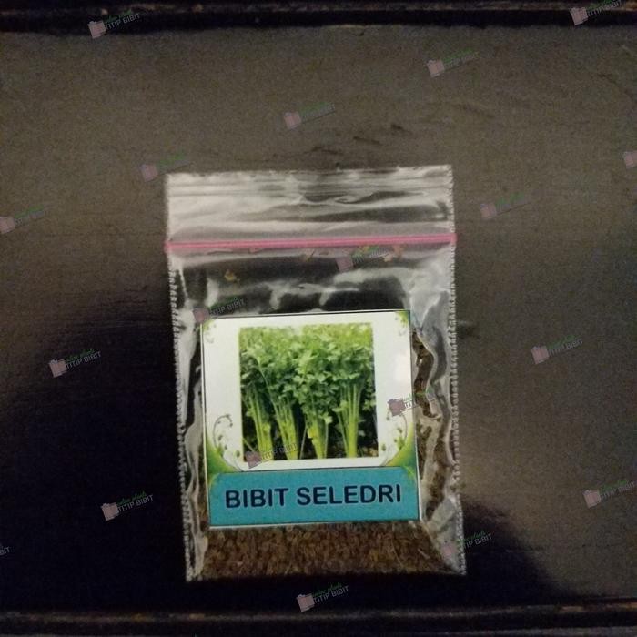 Bibit Sayur Hidroponik Seledri Super