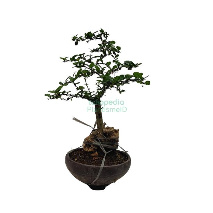 Bonsai Hokiantea Carmona Retusa