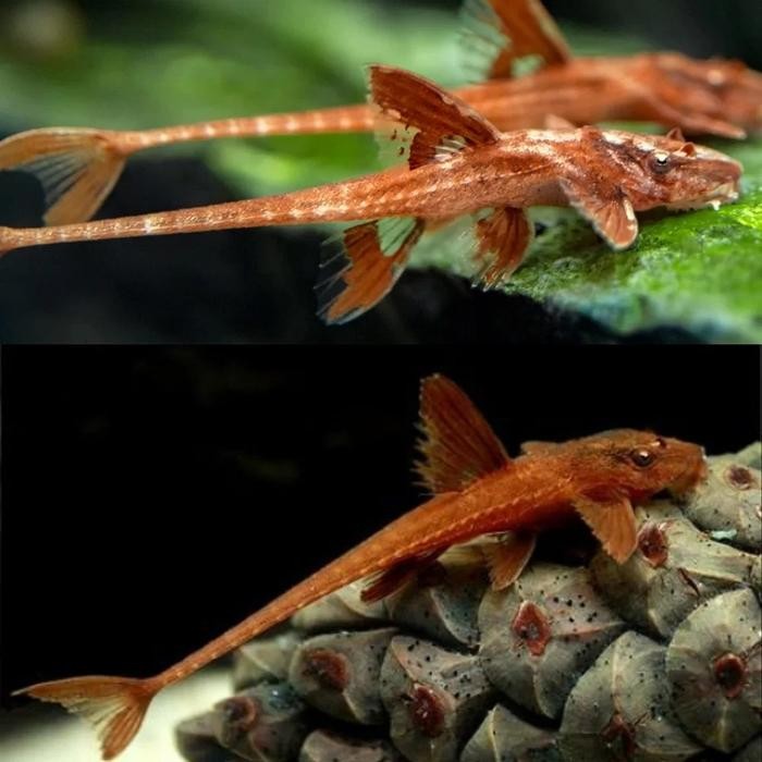 IKAN SAPU-SAPU RED LIZARD WHIPTAIL CATFISH PLECO ALGAETER ALGAE EATER *