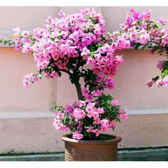 Pupuk Bunga Bougenville, Pupuk Booster Bunga Terbaik Fortune, Pupuk