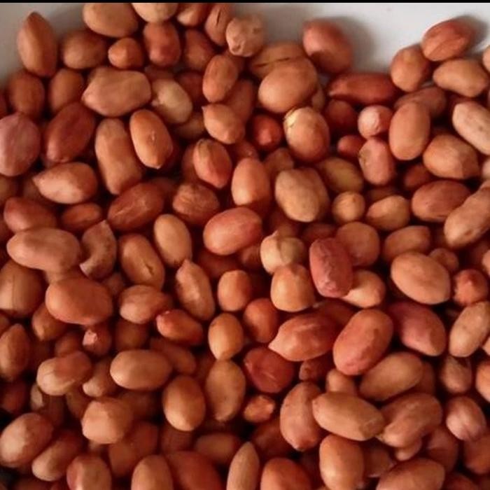 

Ready Kacang Tanah Import Matang Sangrai Tanpa Minyak