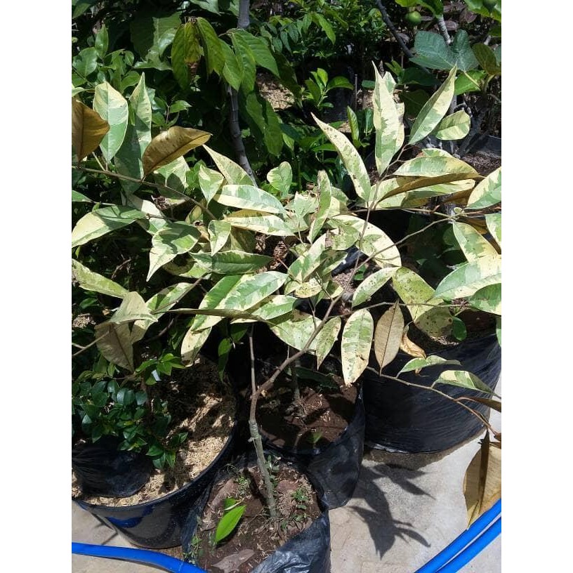 ASLI Taan bibit buah langka genitu-kenitu-sawo durian varigata READY STOCK