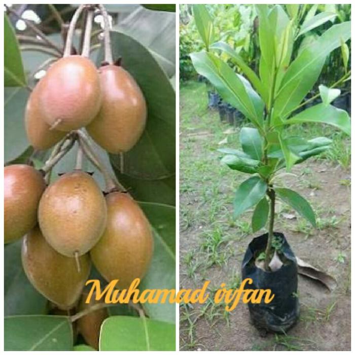 ASLI Bibit Taan Sawo Kecik READY STOCK