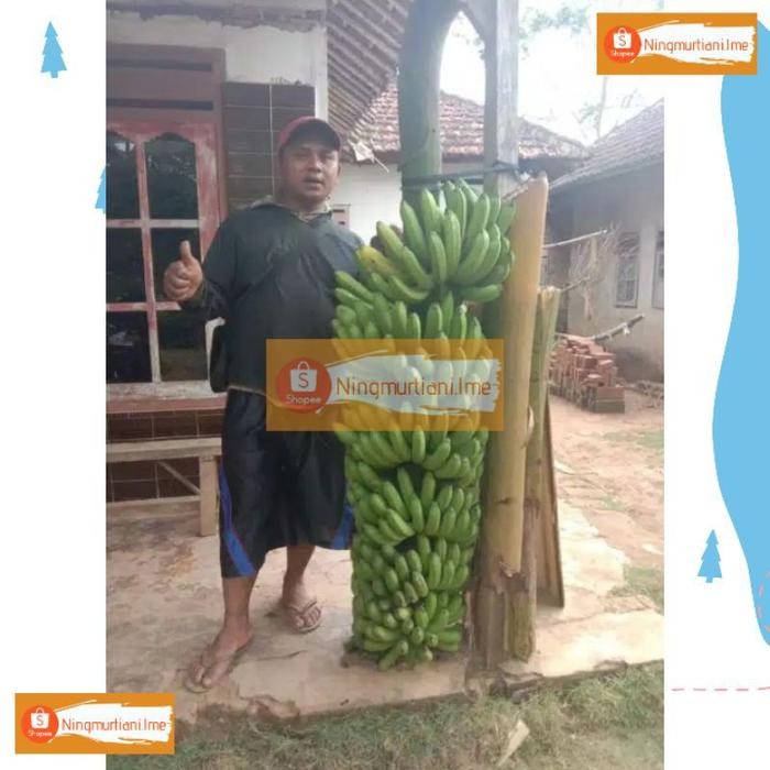[Expert] BIBIT PISANG FHIA17 100% ORIGINAL BONGGOL PISANG MULYO CAVENDISH BIBIT FHIA 17