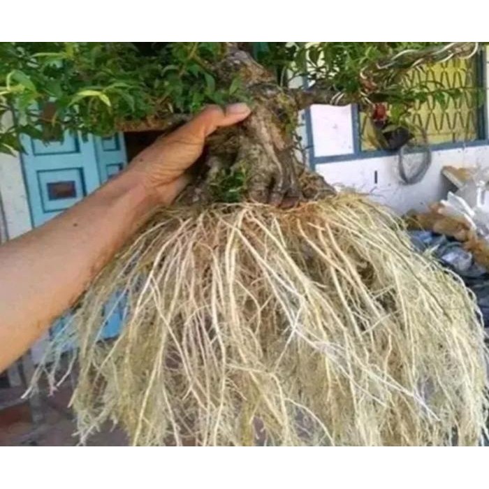 PUPUK GARDEN 68 VITAMIN TANAMAN