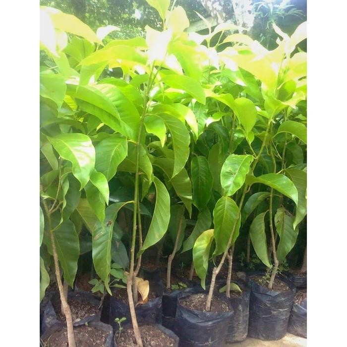 Paket 2 Bibit Bunga Kantil Cempaka Putih