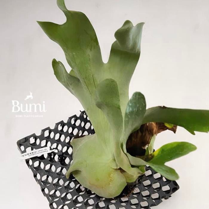 Platycerium holttumii - Bumi Tanduk Rusa Hybrid