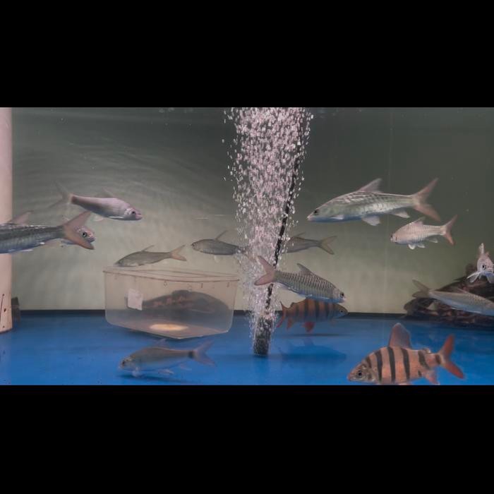 Ikan Mahseer Tor Puttitora Golden Mahseer