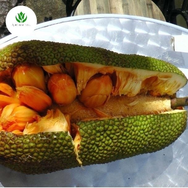 DISKON Pohon Taan Cempedak King Malaysia,Bibit Cempedak Raja/Cempedak King READY STOCK