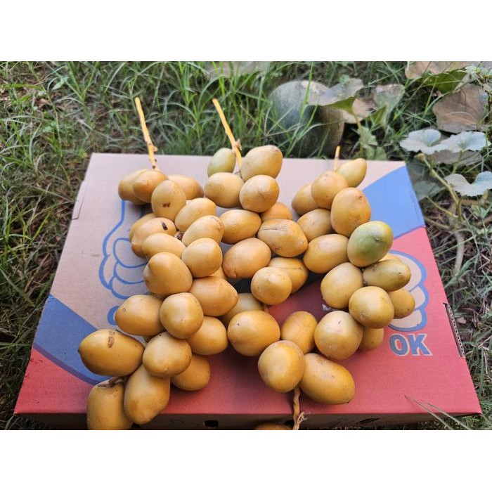 

Kurma Muda Promil Kuning Fresh 250 gr (Jaminan 100% Asli)