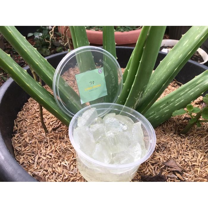 

Lidah Buaya Kupas Aloevera 250Gr