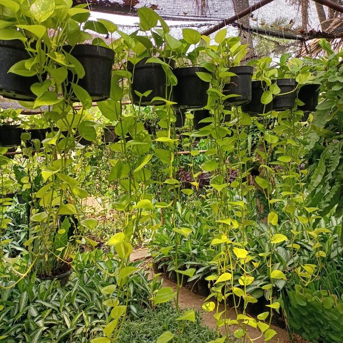 Tanaman Hias Sirih Gading Lemon Menjuntai Panjang Real Pict