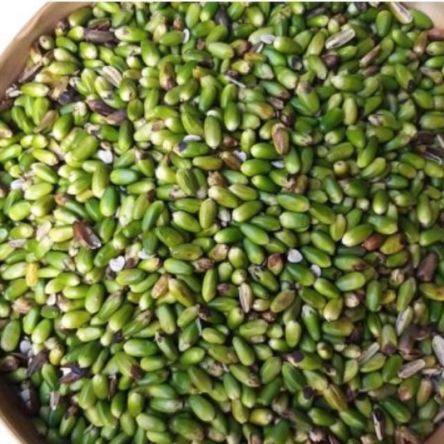 

Dijual Herbal Buah Jeruju Berkualitas