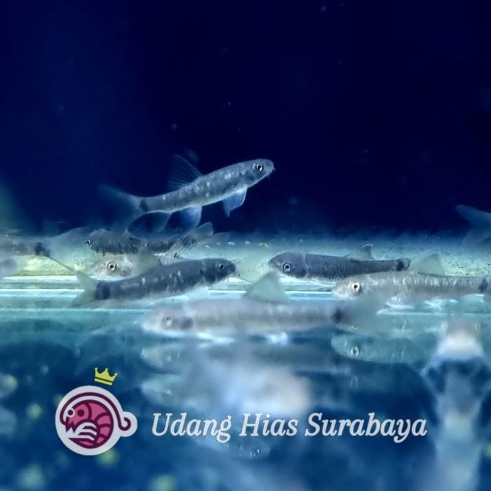 (Expert) Garra Rufa / Pemakan Lumut / Ikan Terapi / Ikan Hias Aquascape