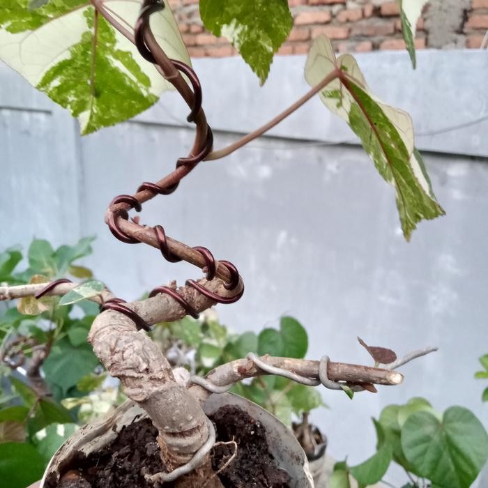 Bonsai Waru daun variegata prokar meliuk
