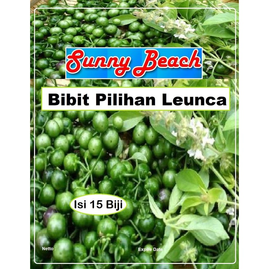 Bibit Pilihan LeuncaBibit LencaBiji Benih Leunca Biji Leunca