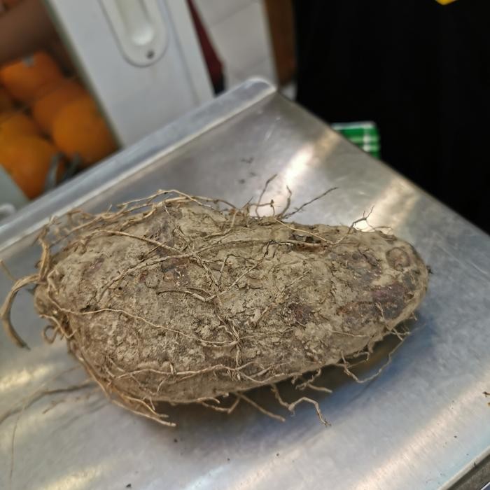 

Glx Buah taisu talas ungu keribang thai su uwi ungu kalimantan pontianak