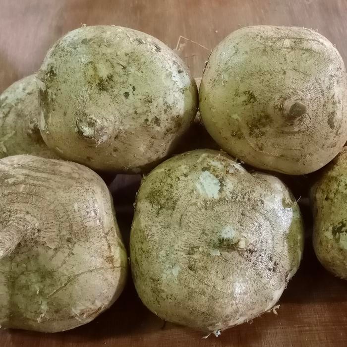 

Glx Buah Bengkoang Bengkuang Segar Fresh 1 kg - Grosir