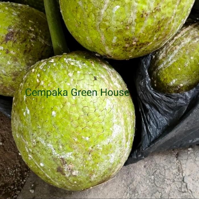 

Glx Buah Sukun Gurih Kualitas Super