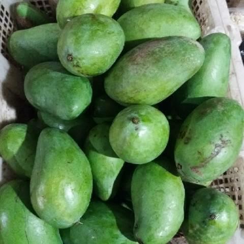 

Glx mangga muda rujak 1 kg