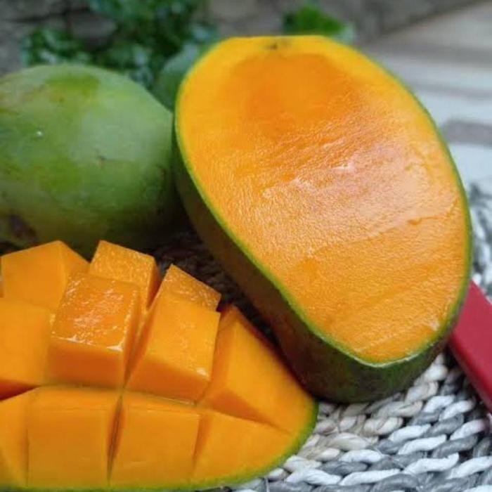 

Glx mangga harumanis super mangga alpukat mangga mateng pohon
