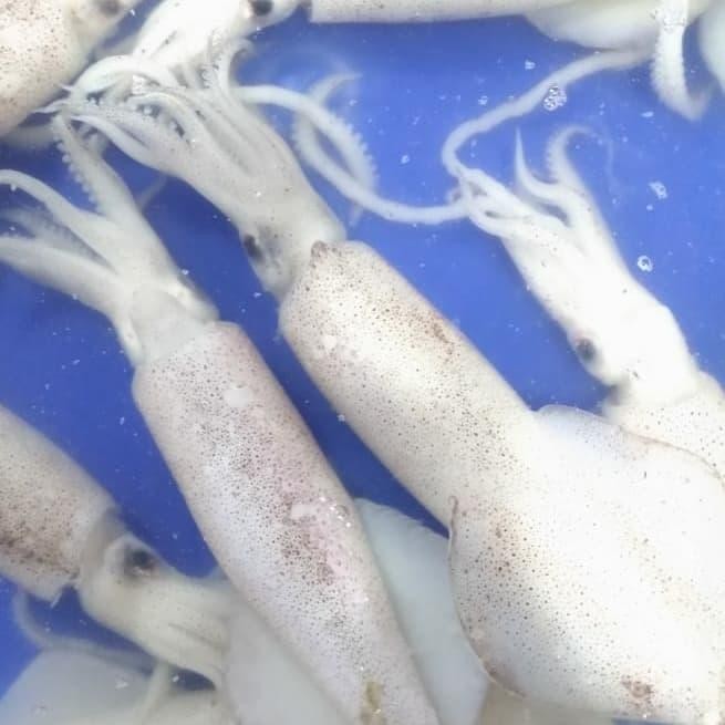

Gdh Jual Cumi-cumi segar per kg