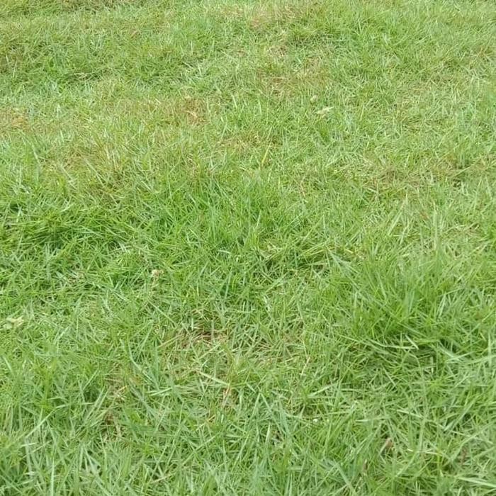 PROMOrumput jepang paket 500cm - paket rumput jepang 5 meter