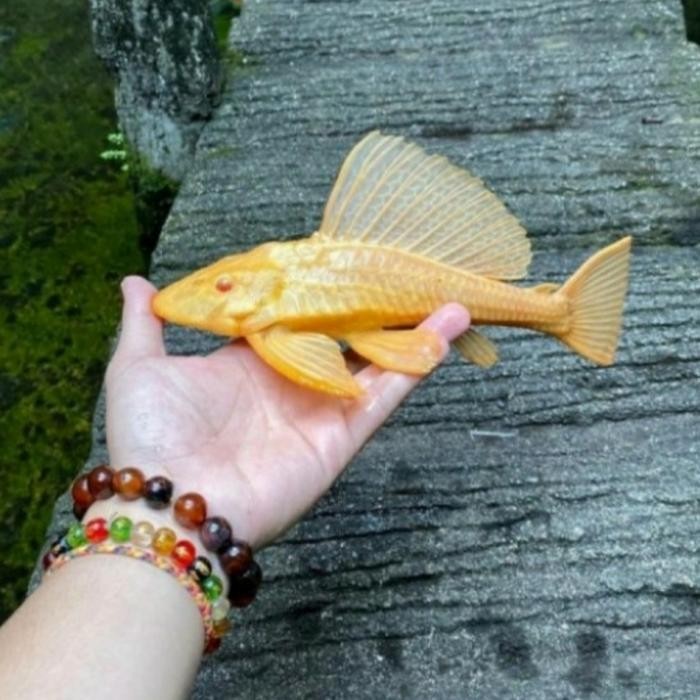 Ikan Sapu Sapu Albino Size 12-15cm *