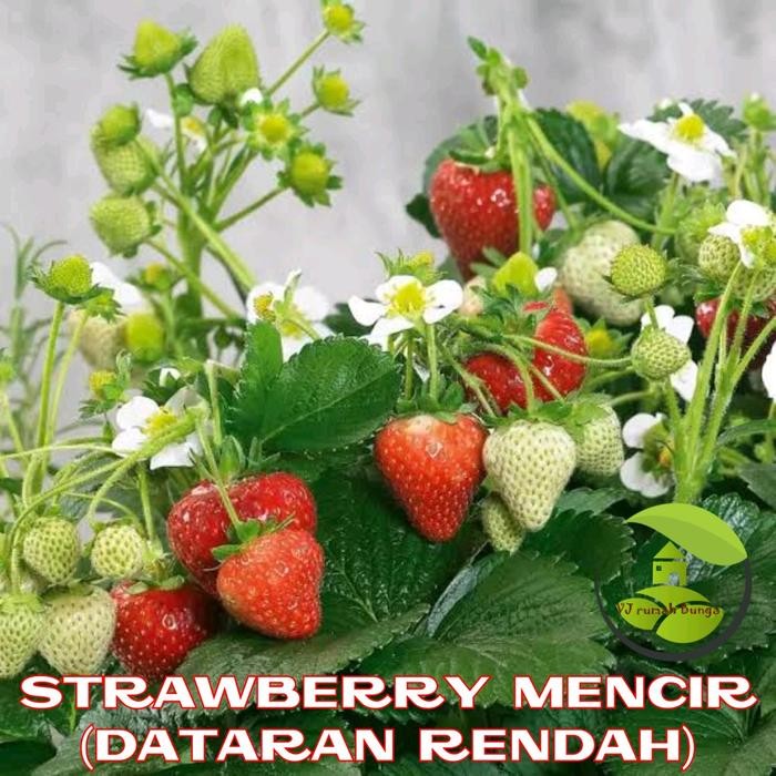 benih bibit buah strawberry dataran rendah mencir *