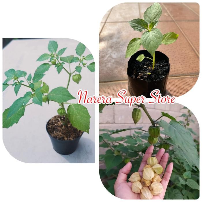 Pohon Bibit Benih Buah lukan Ceplukan Cecenet Cecendet Physalis *