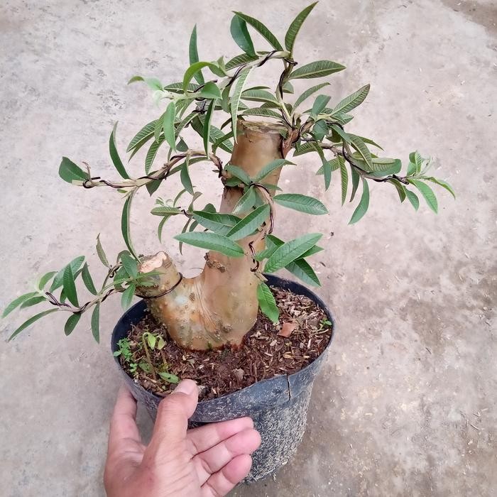 bonsai jambu kerikil jadi tinggal pajang *