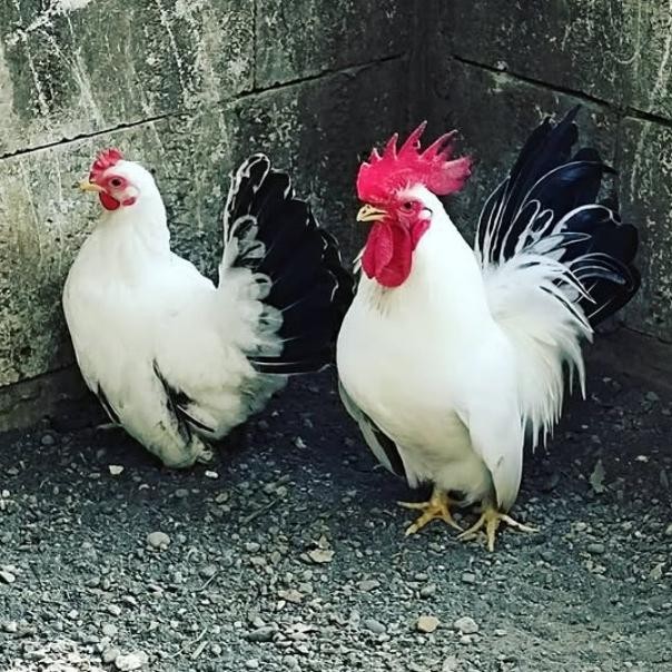 ayam hias kate lucu ayam kecil ayam mini serama chabo cabo kerikil ayam kate krikil *