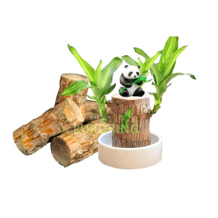 

[Fresh] Tanaman Pohon Hanjuang Bahan Bonsai - Stek Batang Hanjuang Hijau (Dracaena Fragrance :