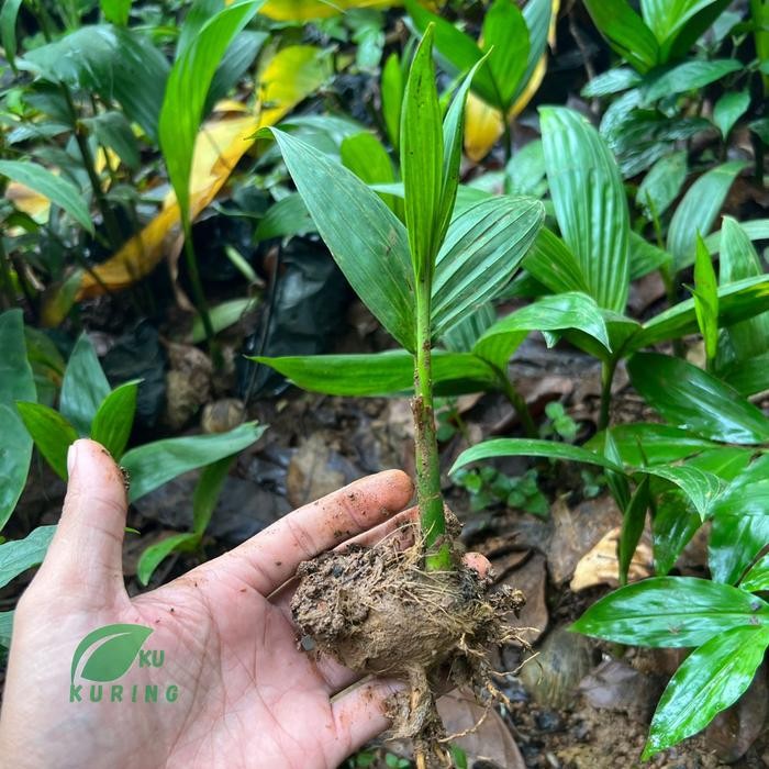 

[Fresh] Bibit Pohon Pinang Tumbuh kiloan (1kg) - Buah Besar Super bukan betara