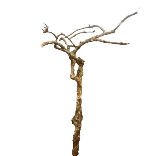 

[Fresh] Pohon Kayu Kopi Cabang Sempurna Untuk Tangkringan Burung & media Tanam