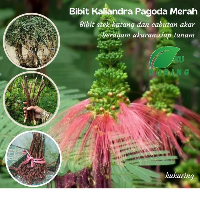 

[Fresh] Bibit Tanaman kaliandra Pagoda Merah bibit kaliandra murah siap tanam