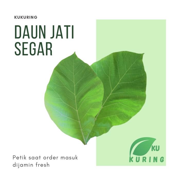 

[Fresh] Terlaris daun jati / daun jati segar murah petik langsung