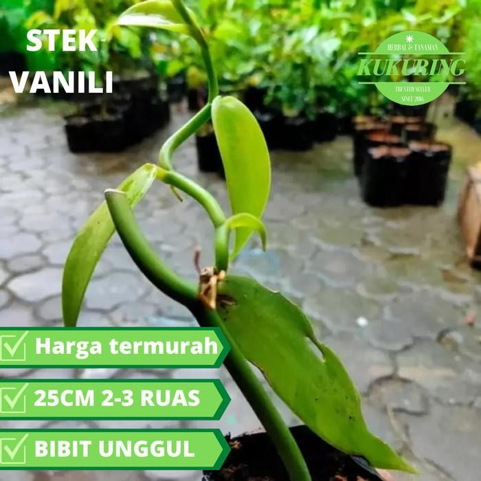 

[Fresh] Bibit Vanili / Panili Planipolia Murah - Bergaransi