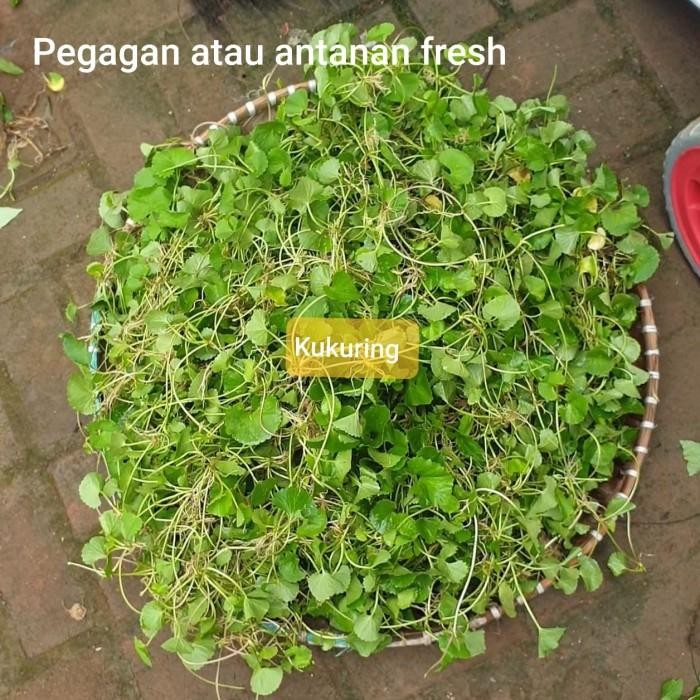 

[Fresh] Herbal Epilepsi Daun Pegagan Atau Antanan Segar Fresh 1 kg