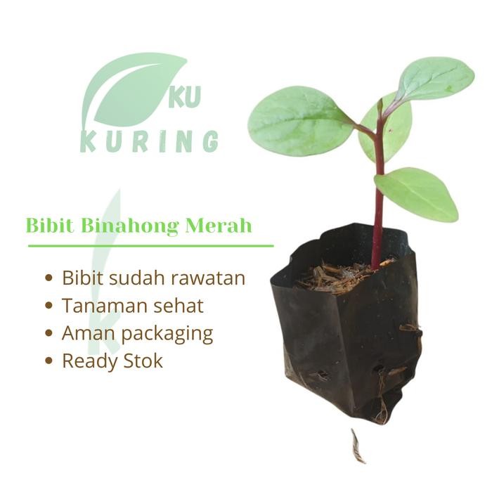

[Fresh] Bibit Tanaman Binahong Merah - Daun Binahong Tanaman Herbal