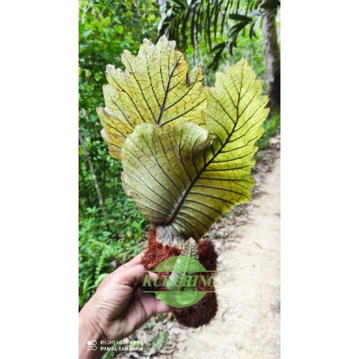 

[Fresh] Drynaria quercifolia - kadaka tempel unik dan langka