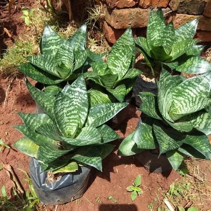 

[Fresh] Promo Tanaman hias Lidah mertua mini sansivera