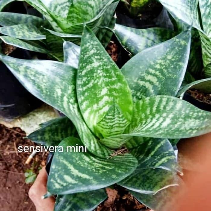 

[Fresh] Promo tanaman hias Lidah mertua/Sensivera mini