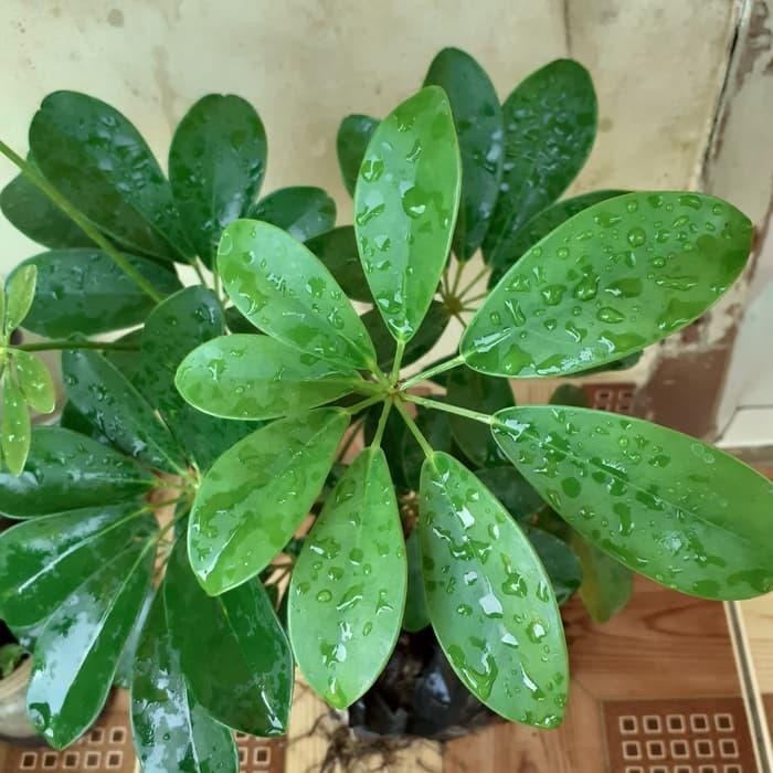 

[Fresh] Terlaris tanaman walisongo hijau