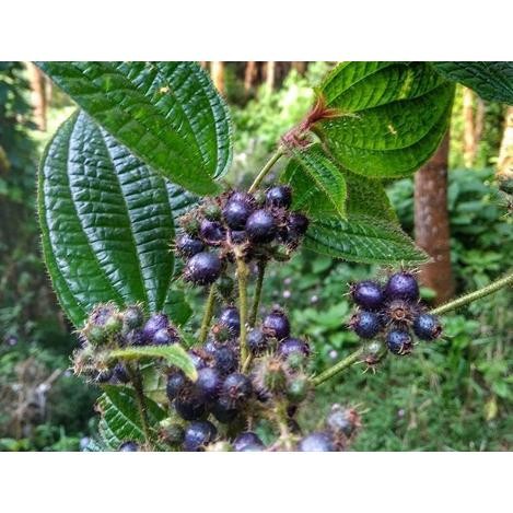 

[Fresh] Buah Harendong Bulu atau Senduduk Senggani Clidemia Hirta 100 gram