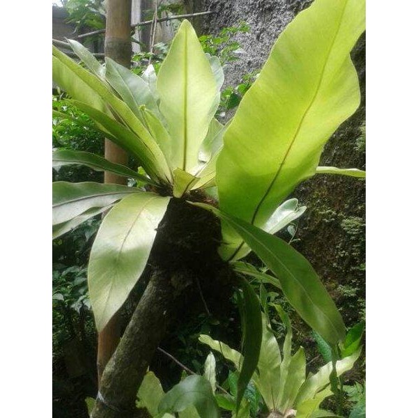 

[Fresh] Jual Tanaman Kadaka Tanaman Pakuan
